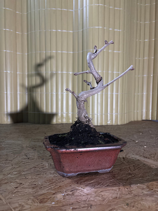 Bonsaï 7 ans Ginkgo biloba