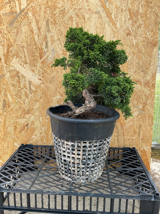 Prebonsái 23 ans Juniperus chinensis Itoigawa