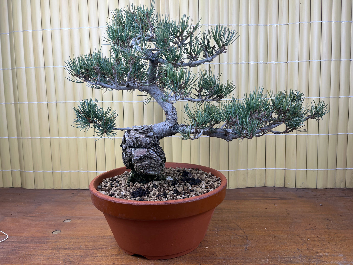 Bonsaï 29 ans Pinus pentaphylla