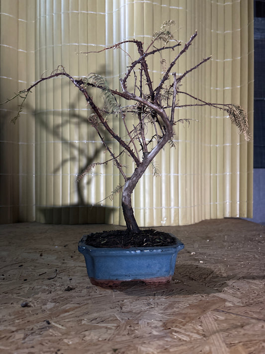 Bonsai 7 ans Metasequoia glyptostroboides