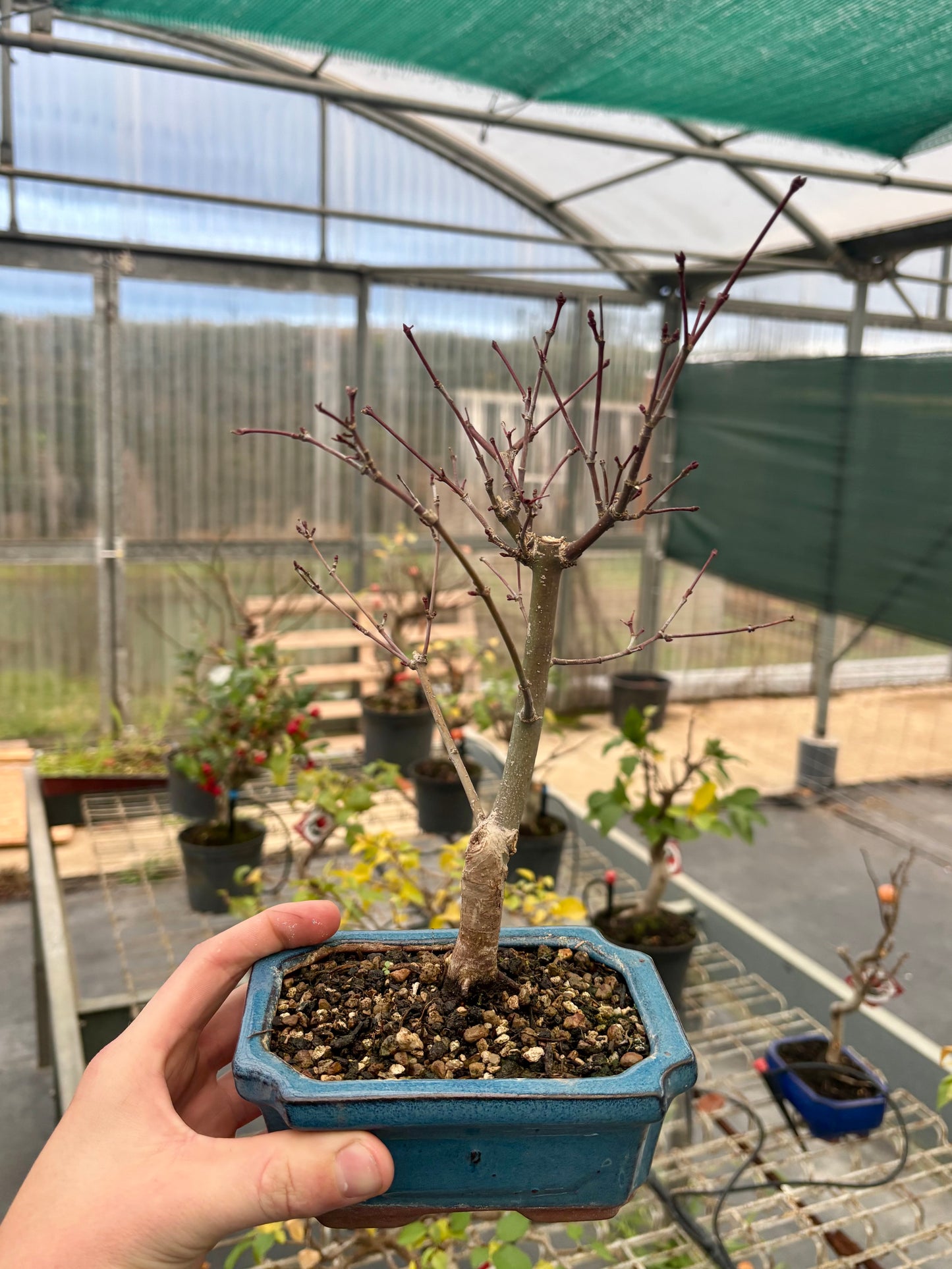 Bonsai 7 ans Acer palmatum