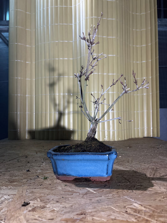 Bonsaï 7 ans Acer palmatum deshojo