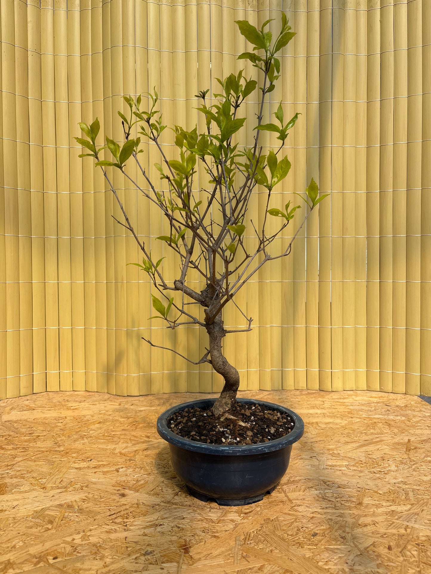 Bonsái 15 ans Callicarpa japonica