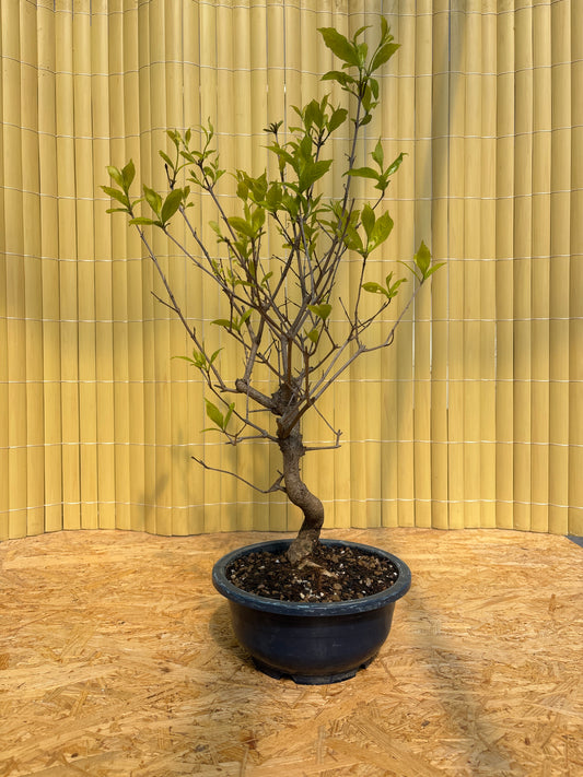 Bonsái 15 ans Callicarpa japonica