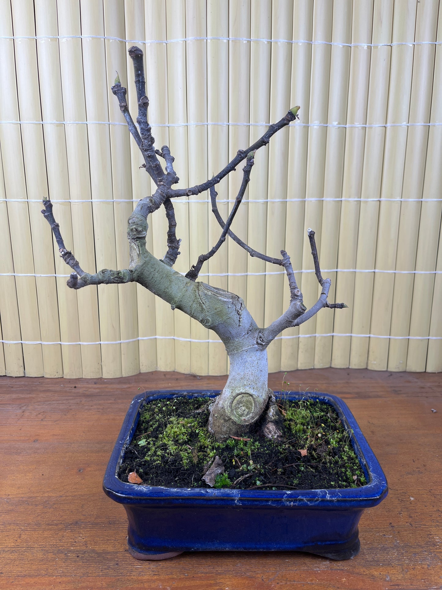 Bonsaï 10 ans Ficus carica