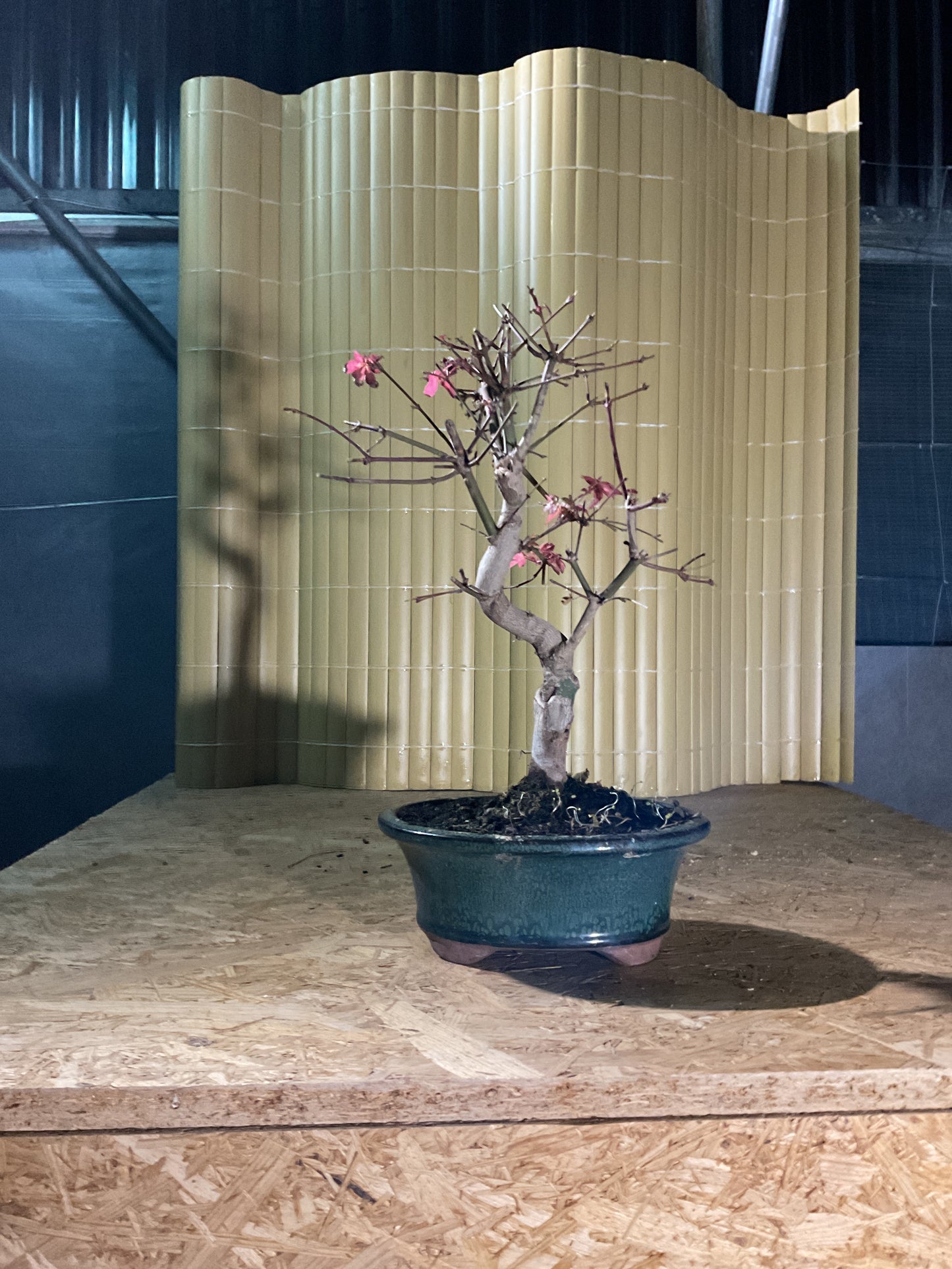 Bonsai 16 Ans Acer palmatum deshojo