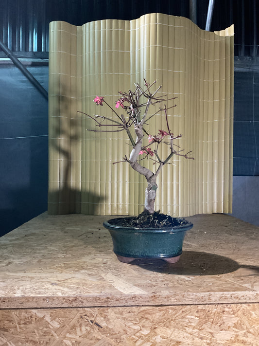 Bonsai 16 Ans Acer palmatum deshojo