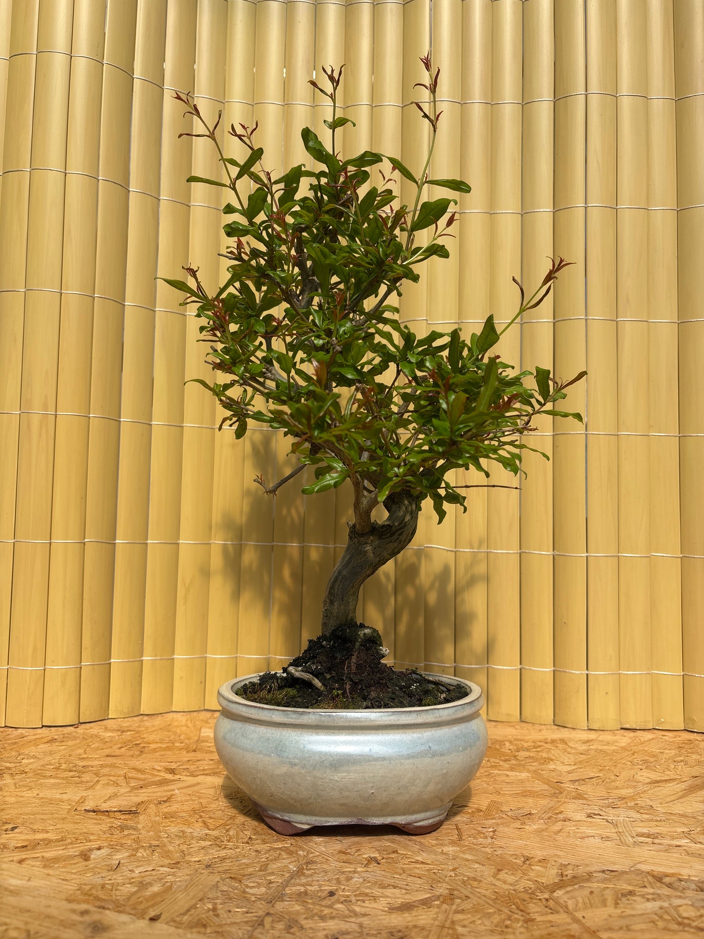 Bonsaï 9 ans Punica granatum nejikan