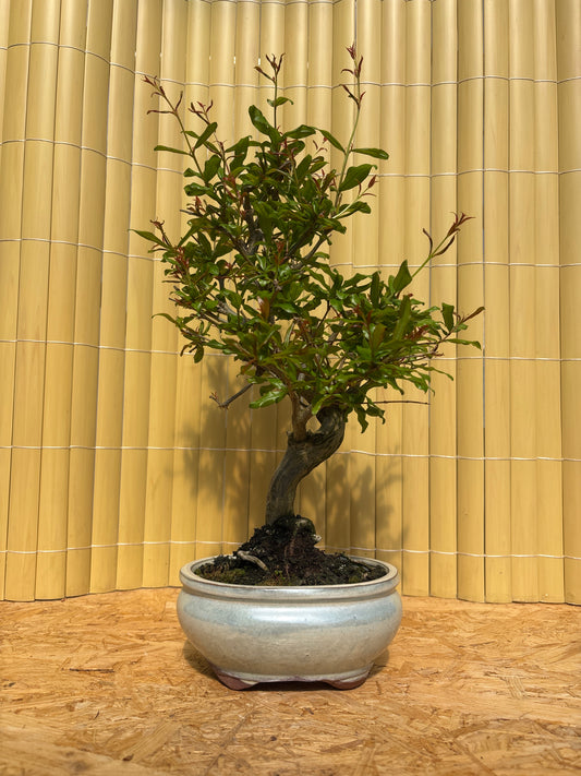 Bonsaï 9 ans Punica granatum nejikan