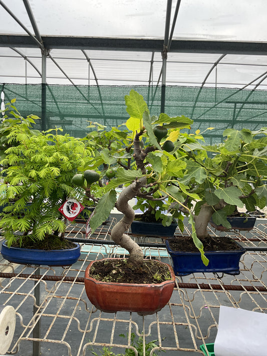 Bonsaï 8 ans Ficus carica
