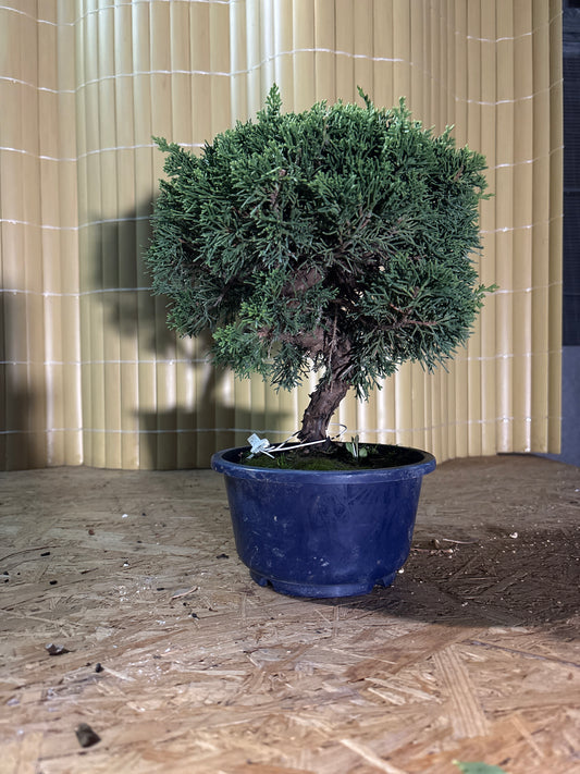 Bonsaï 17 ans Juniperus chinensis itoigawa