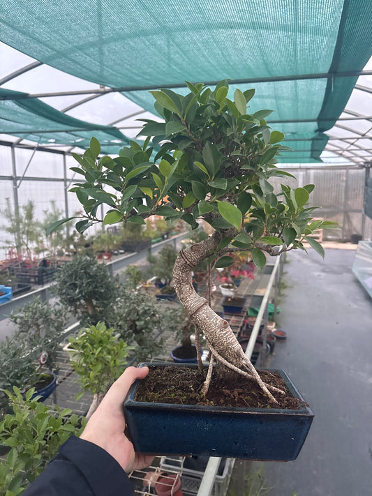 Bonsaï 10 ans Ficus retusa