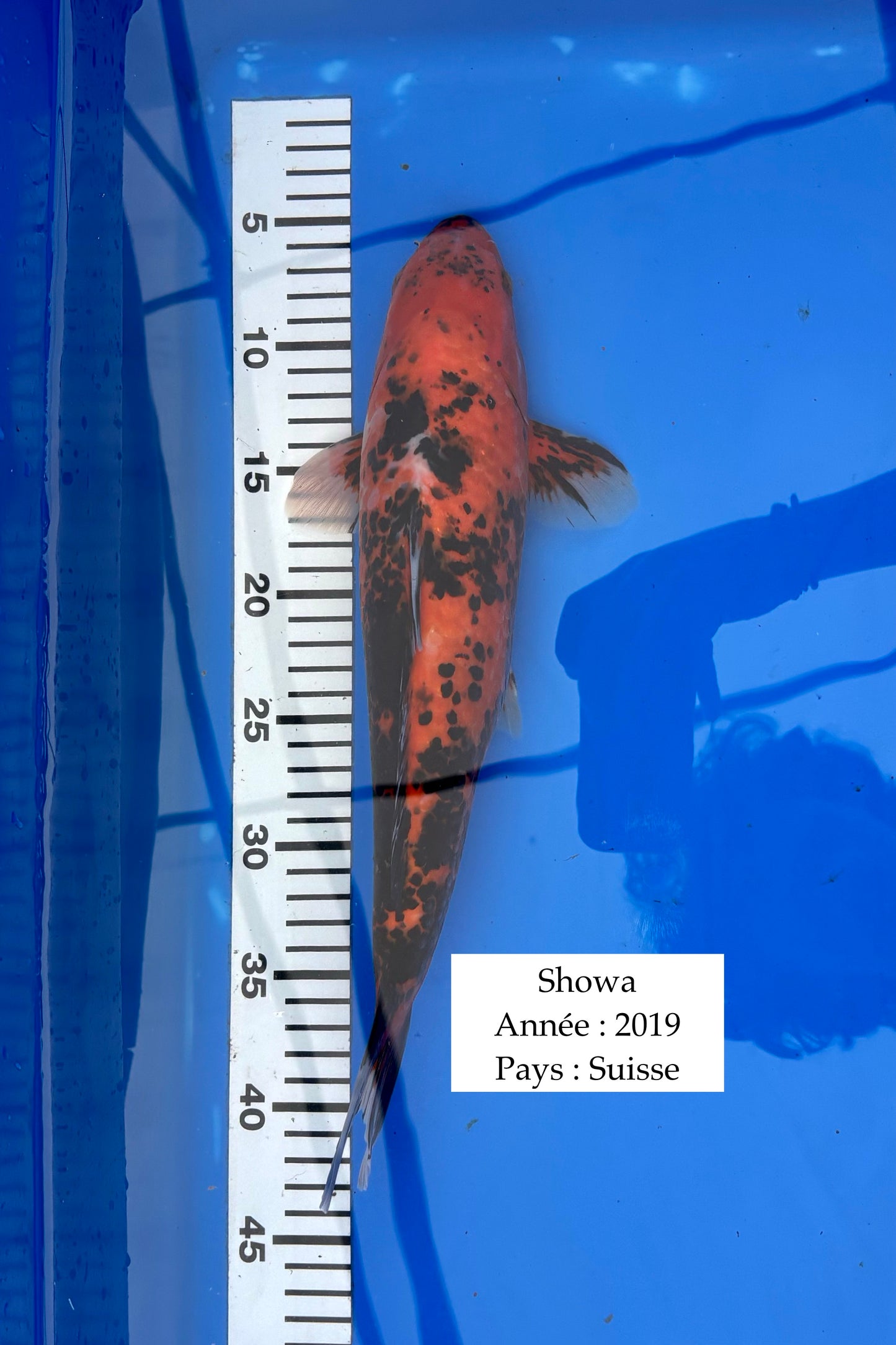 Showa - 38 cm
