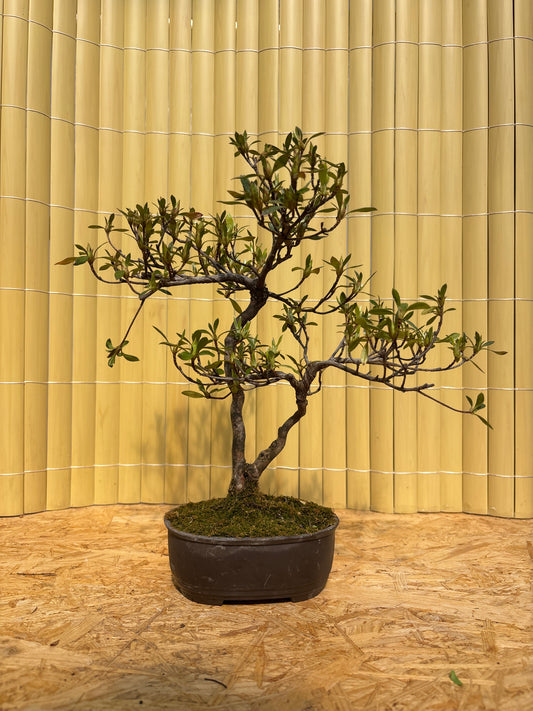 Bonsaï 10 ans Rhododendron indicum