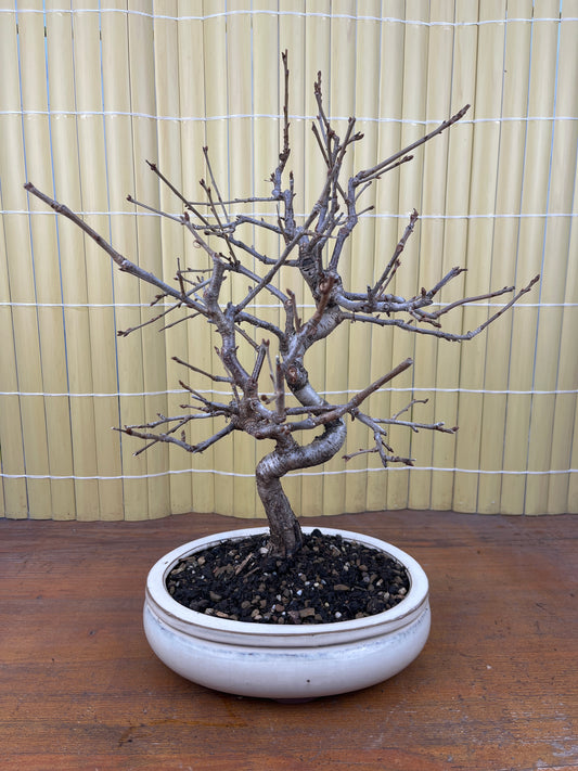 Bonsai 13 ans Prunus mahaleb