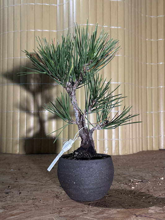 Bonsaï 13 ans Pinus thunbergii corticosa