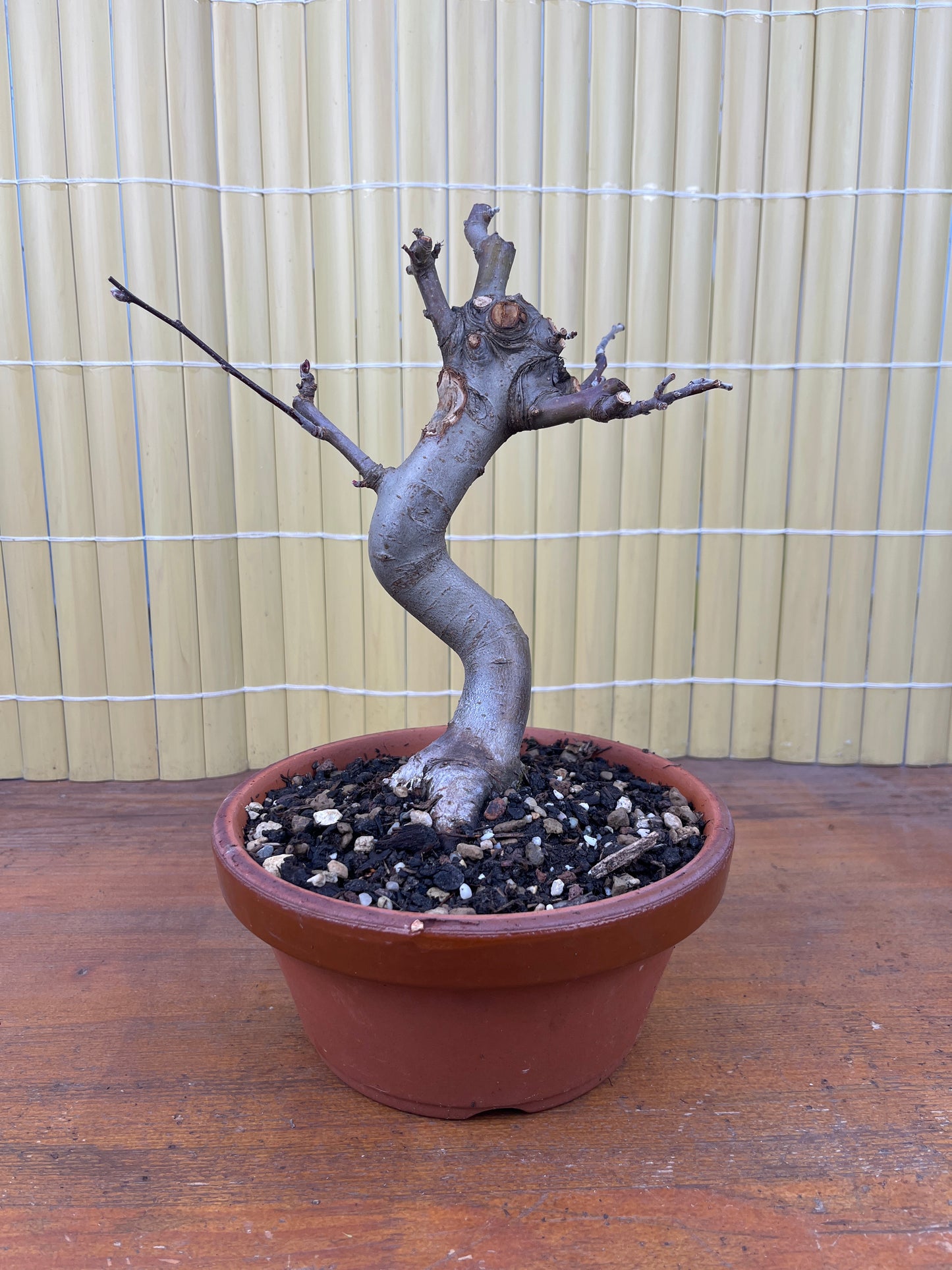 Prebonsaï 10 ans Malus sp.