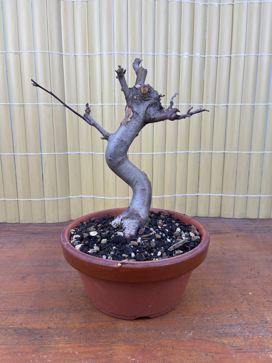 Prebonsaï 10 ans Malus sp.