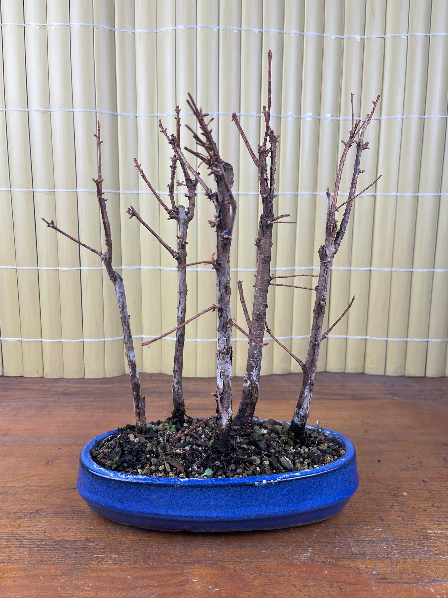 Bonsái 8 ans Metasequoia glyptostroboides