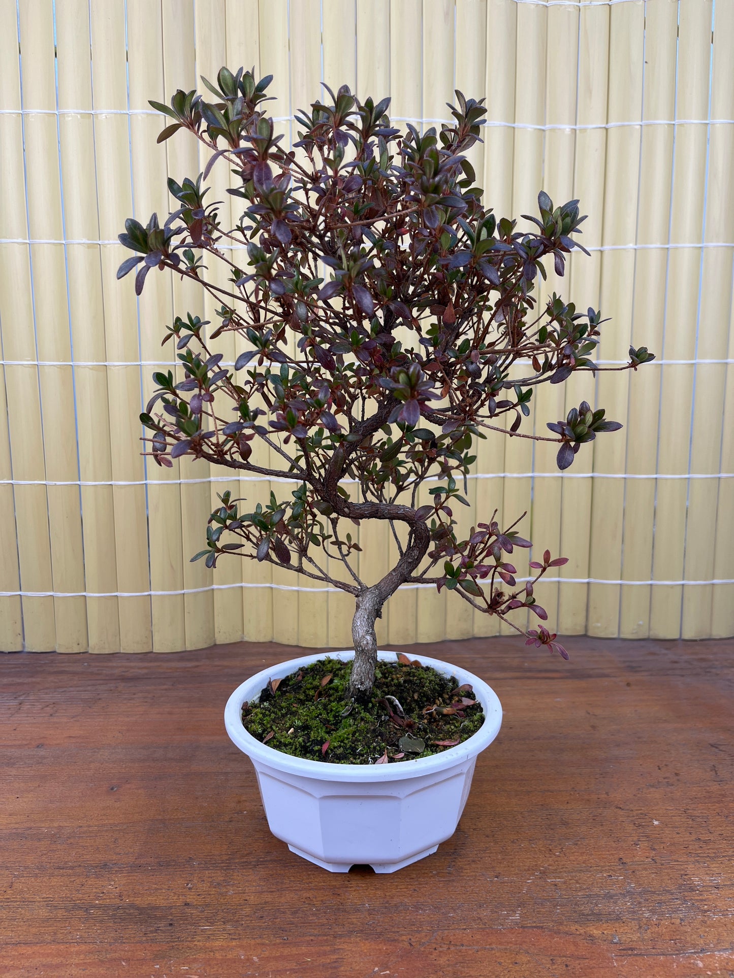 Bonsaï 12 ans Rhododendron indicum