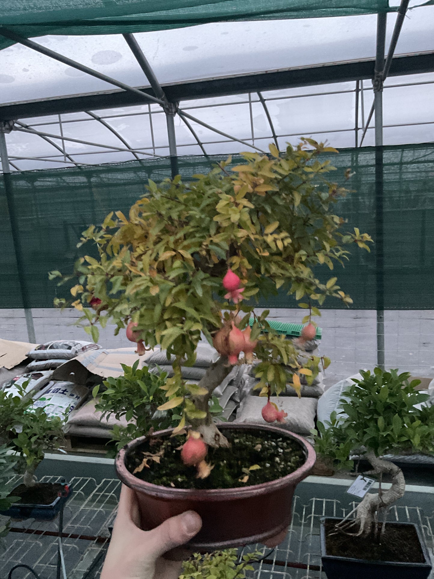 Bonsaï 10 ans Punica granatum