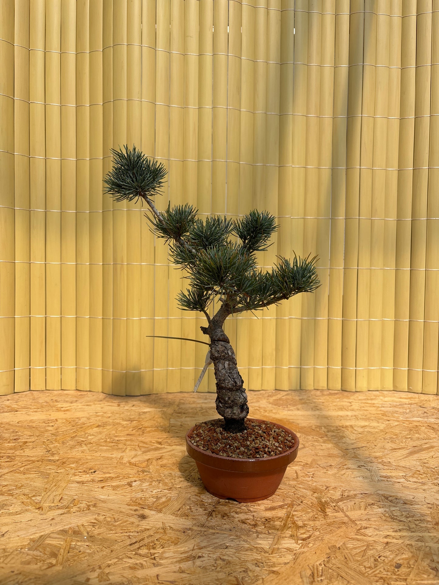 Bonsaï 14 ans Pinus pentaphylla