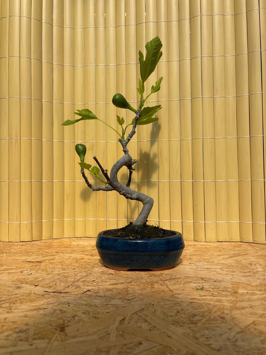 Bonsaï 7 ans Ficus carica