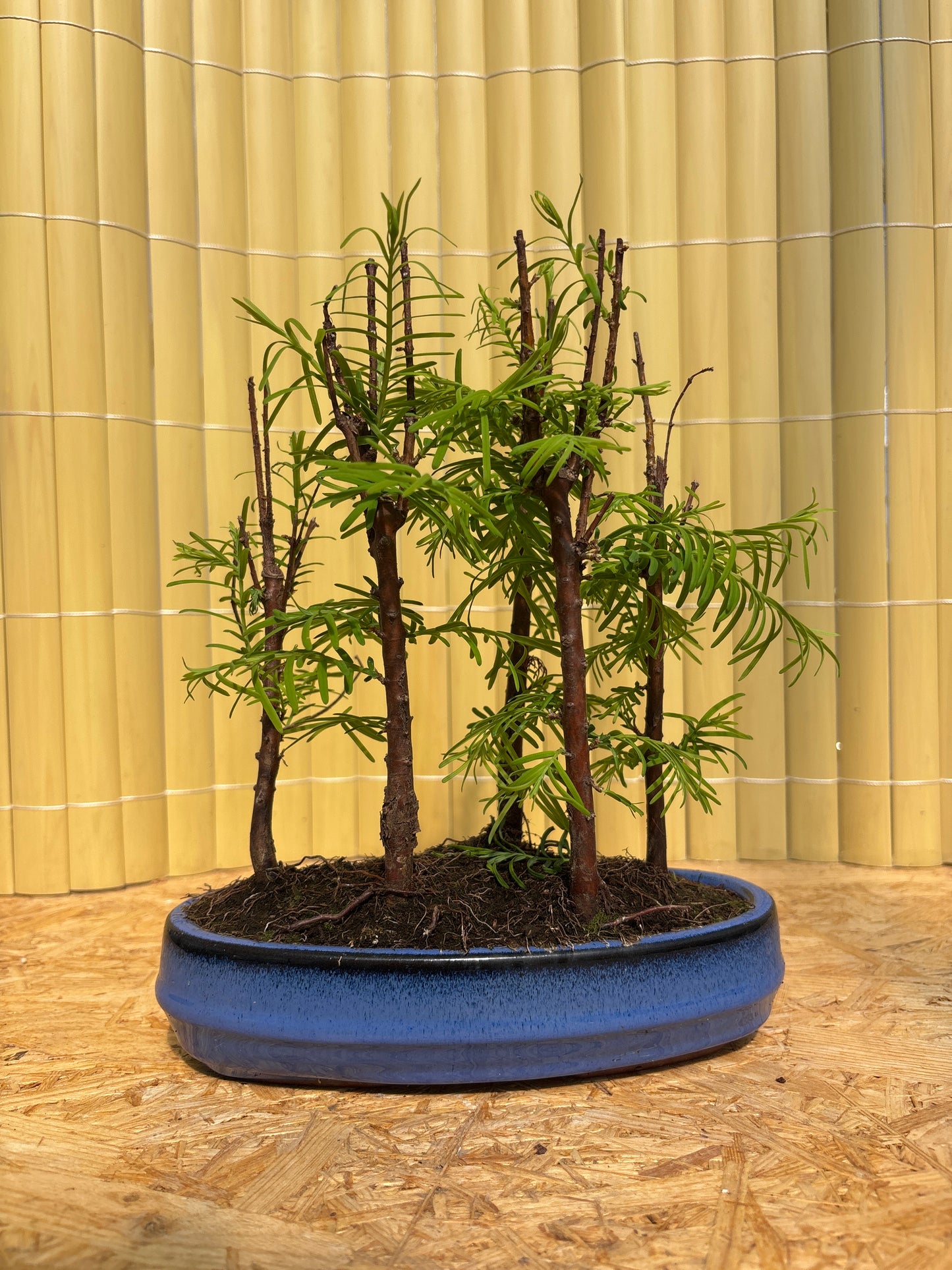 Bonsaï 8 ans Metasequoia glyptostroboides