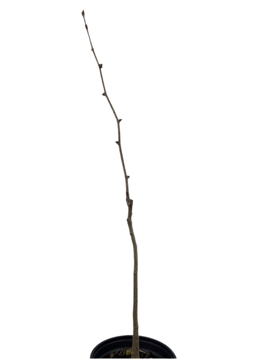 Ginkgo biloba