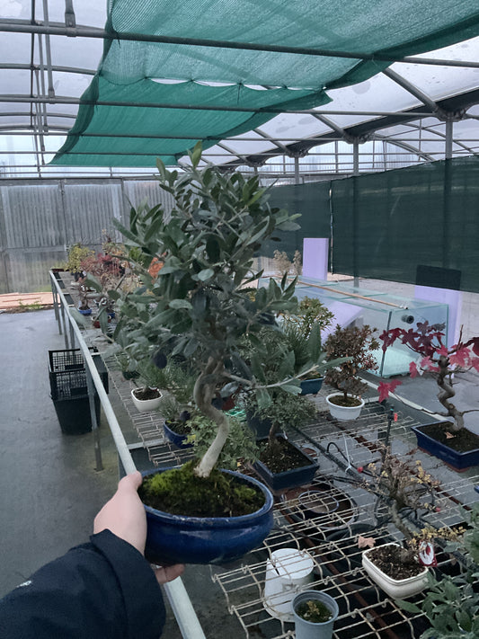 Bonsaï 9 ans Olea europaea