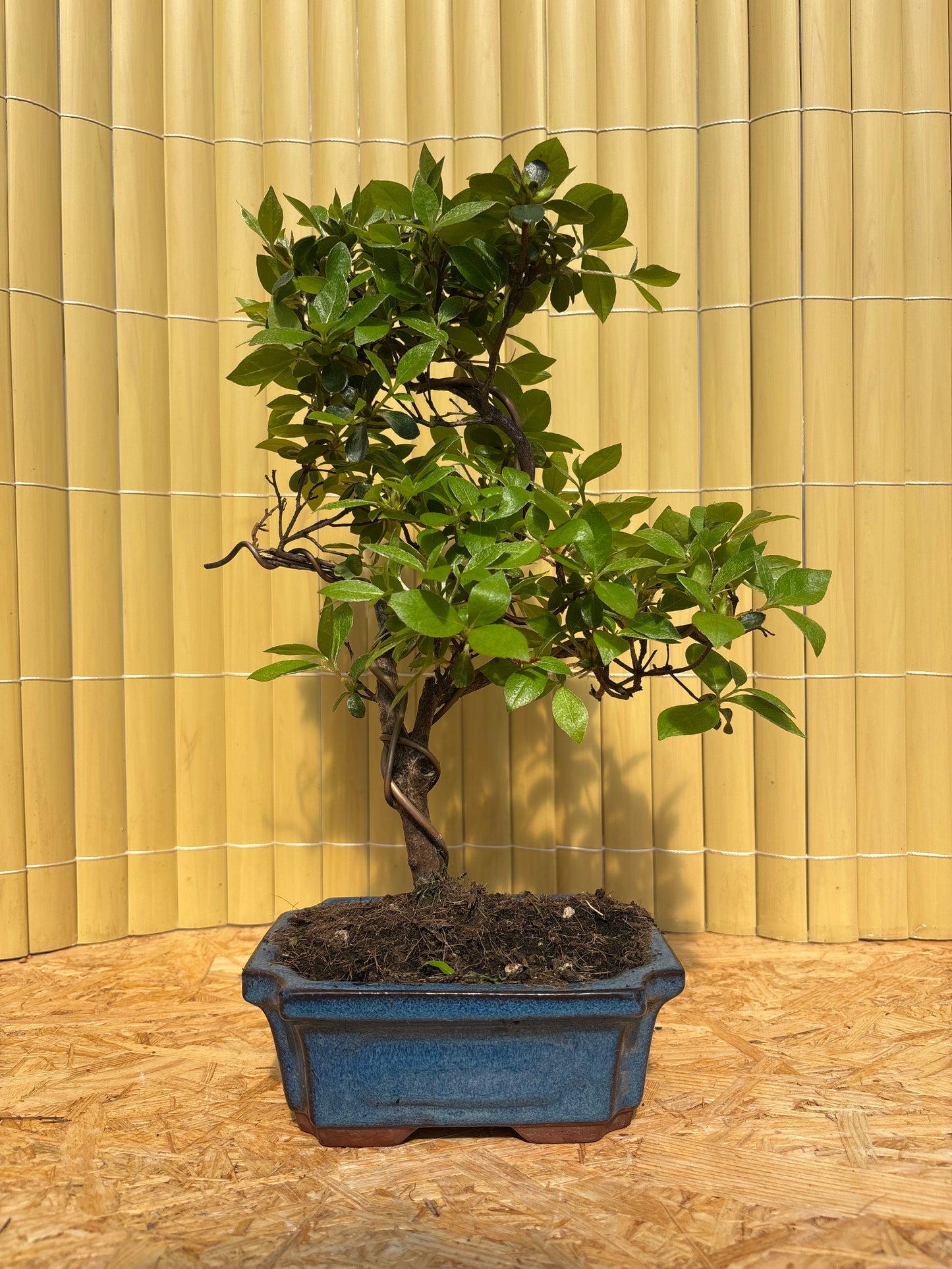 Bonsaï 7 ans Rhododendron indicum