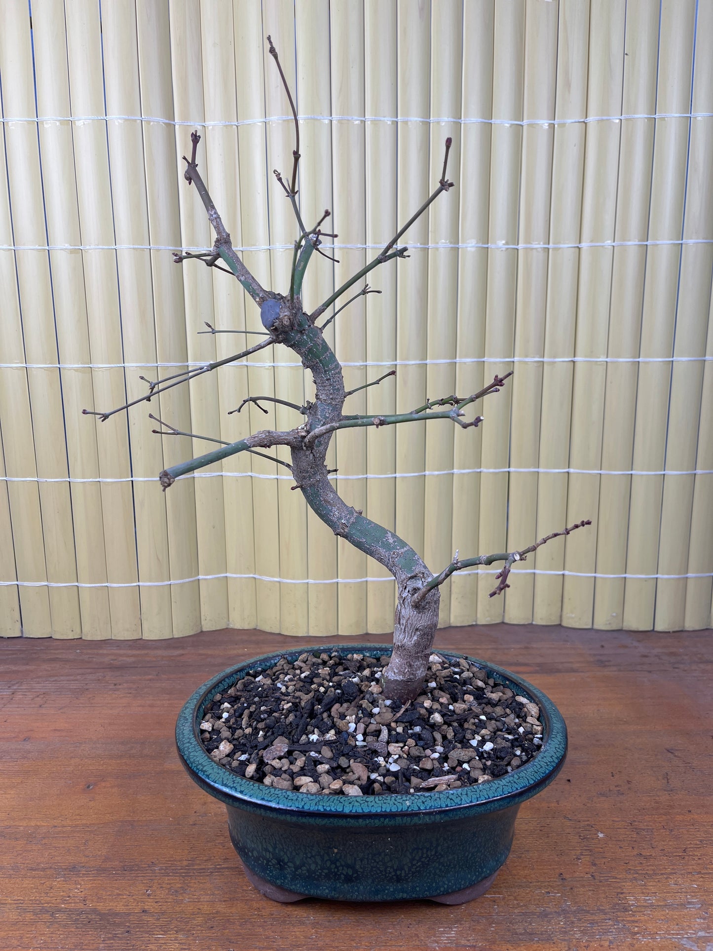 Bonsai 16 Ans Acer palmatum deshojo