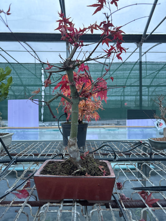 Bonsai 13 ans Acer palmatum deshojo