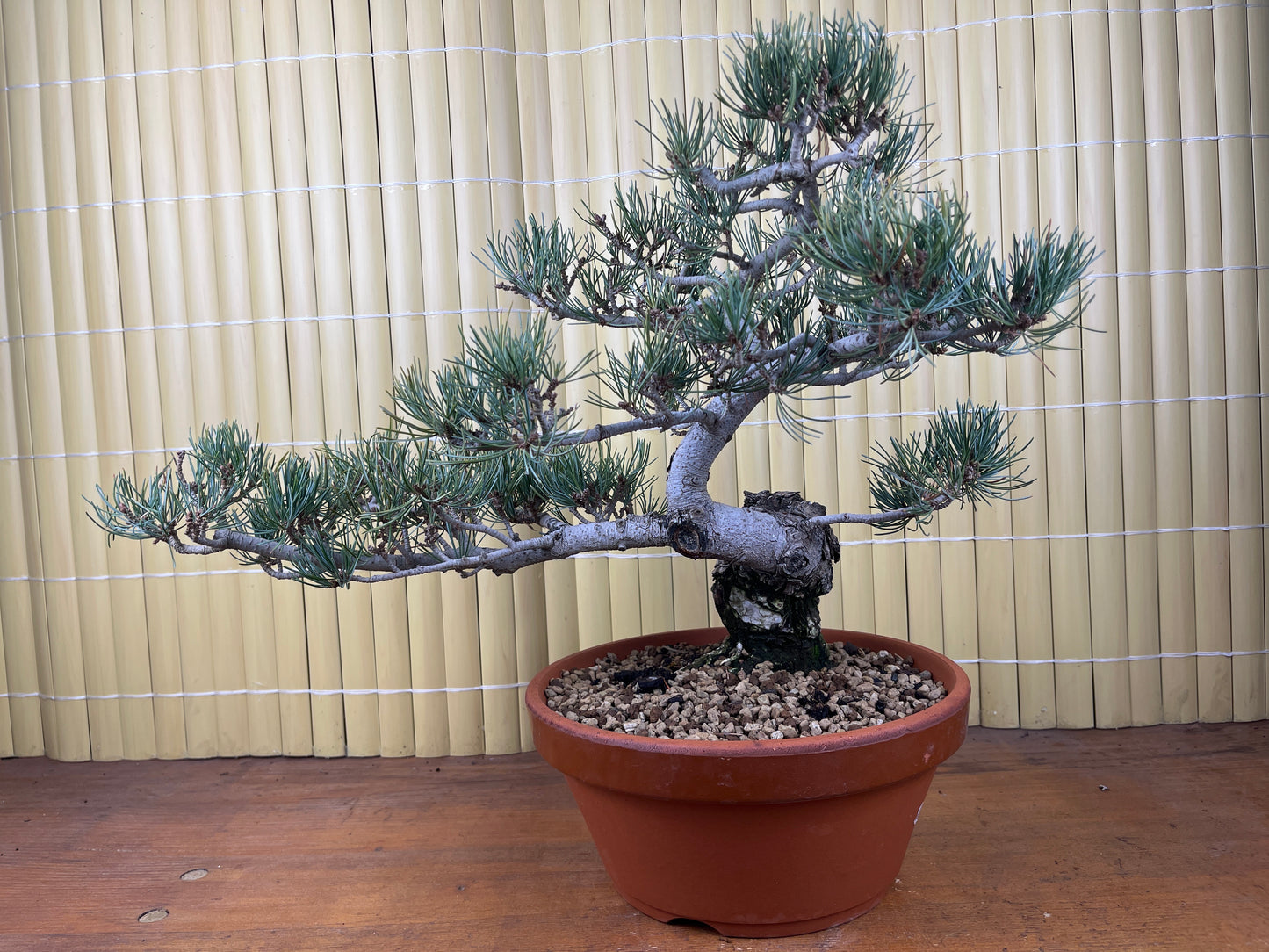 Bonsaï 29 ans Pinus pentaphylla