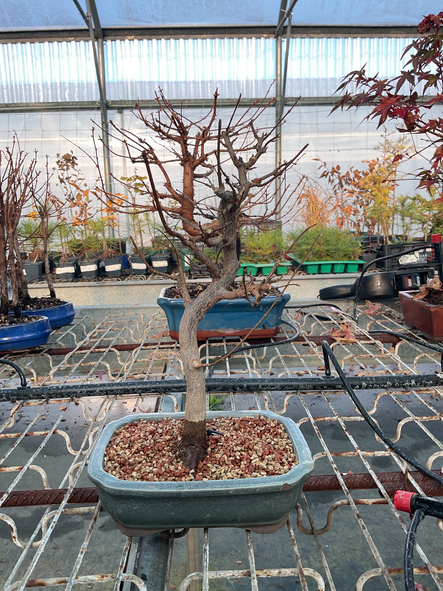 Bonsaï 14 ans Acer buergerianum