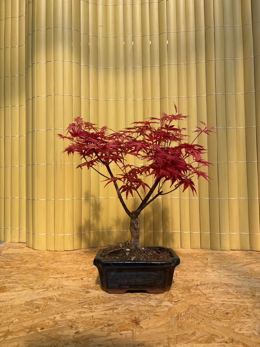 Bonsaï 7 ans Acer palmatum deshojo