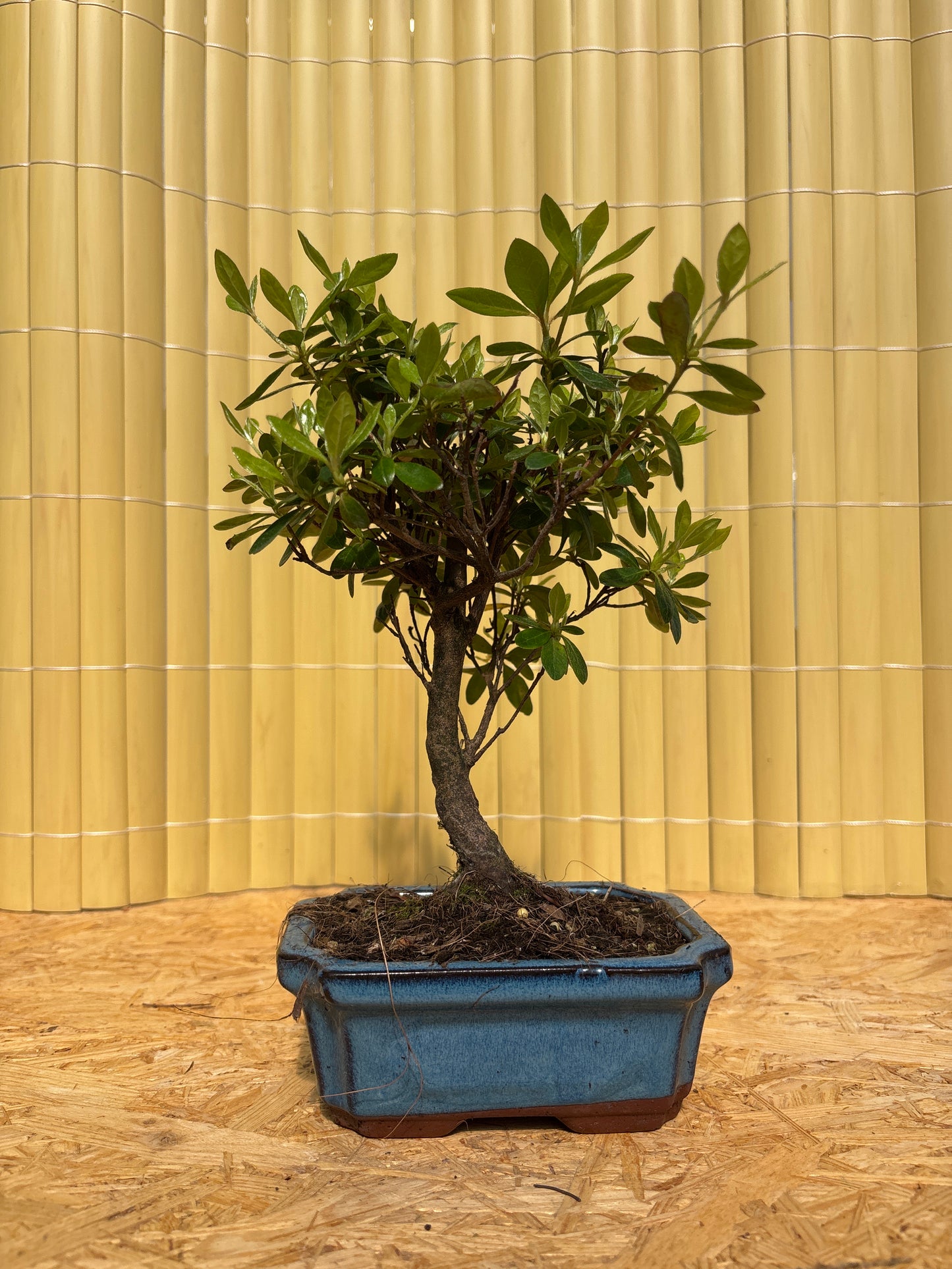 Bonsaï 6 ans Rhododendron indicum