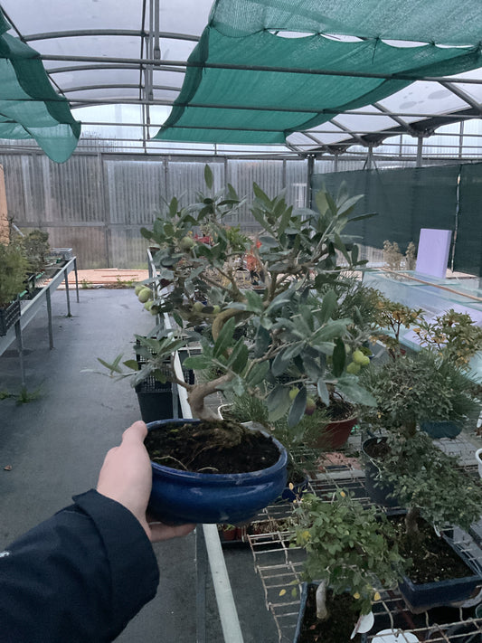 Bonsaï 9 ans Olea europaea