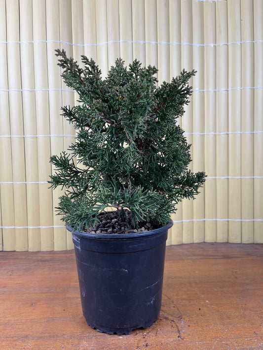 Prebonsái 9 ans Juniperus chinensis kyushu