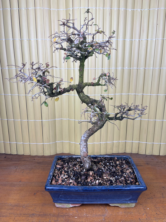 Bonsaï 10 ans Zelkova parvifolia