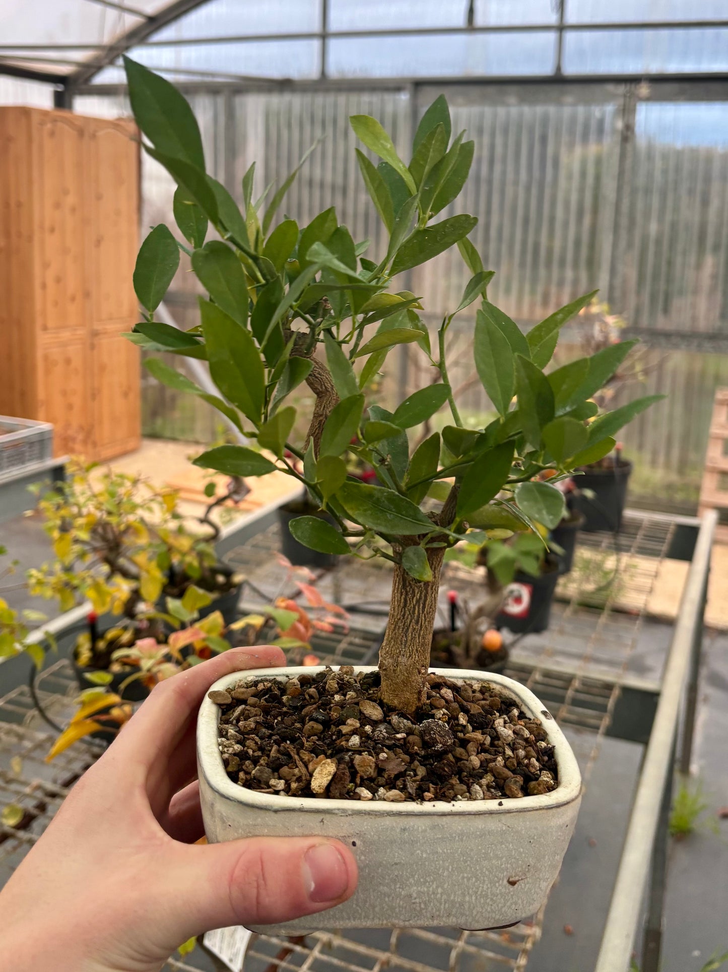 Bonsaï 7 ans Citrus Ilimencuat