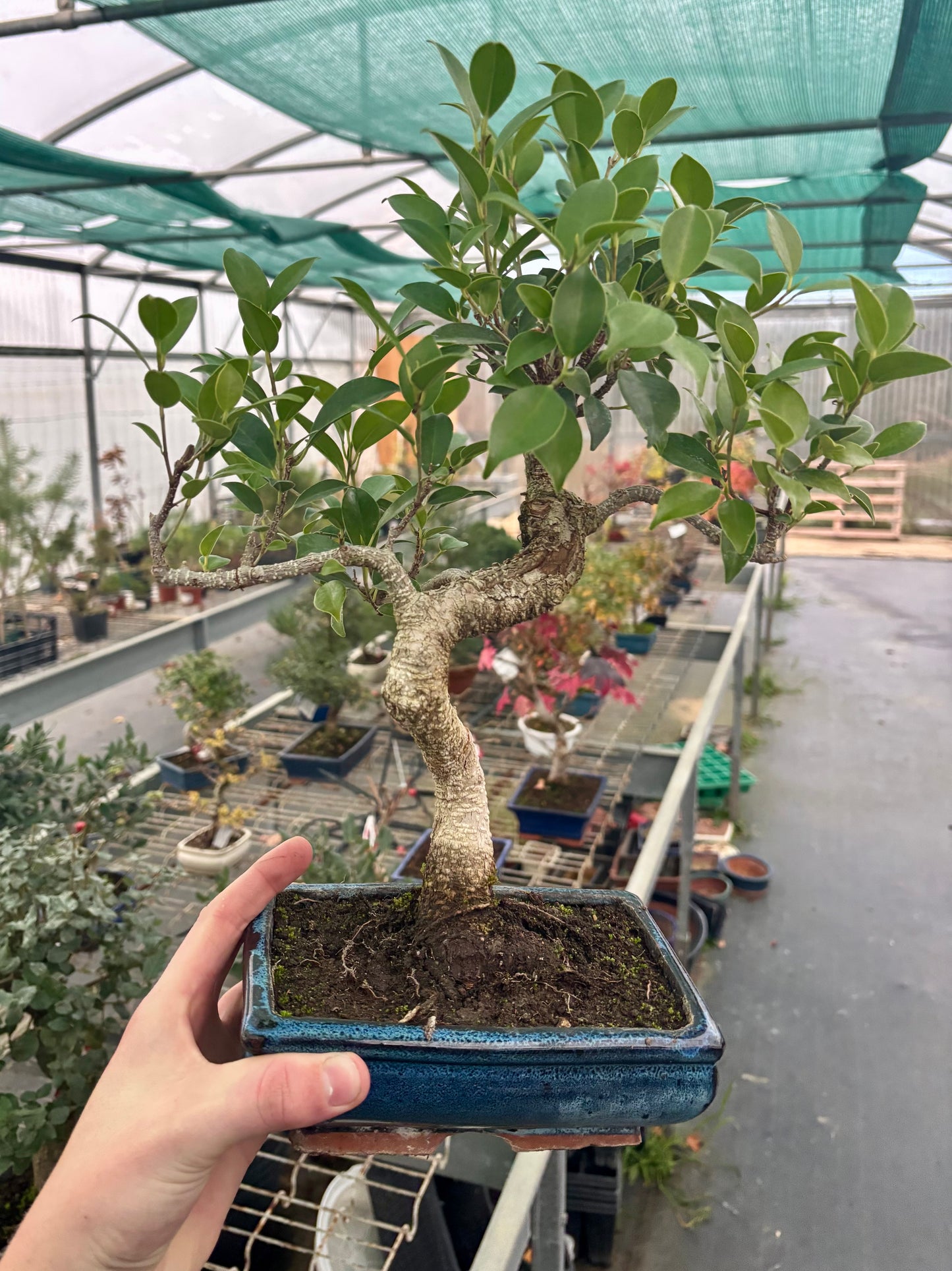 Bonsaï 8 ans Ficus retusa