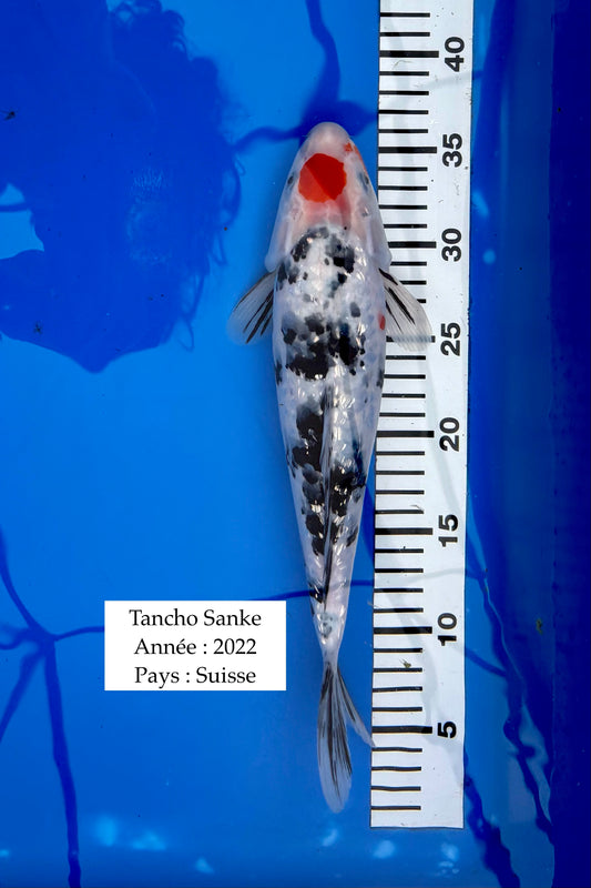 Tancho Sanke - 36 cm