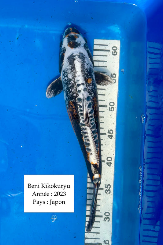 Beni Kikokuryu - 38 cm