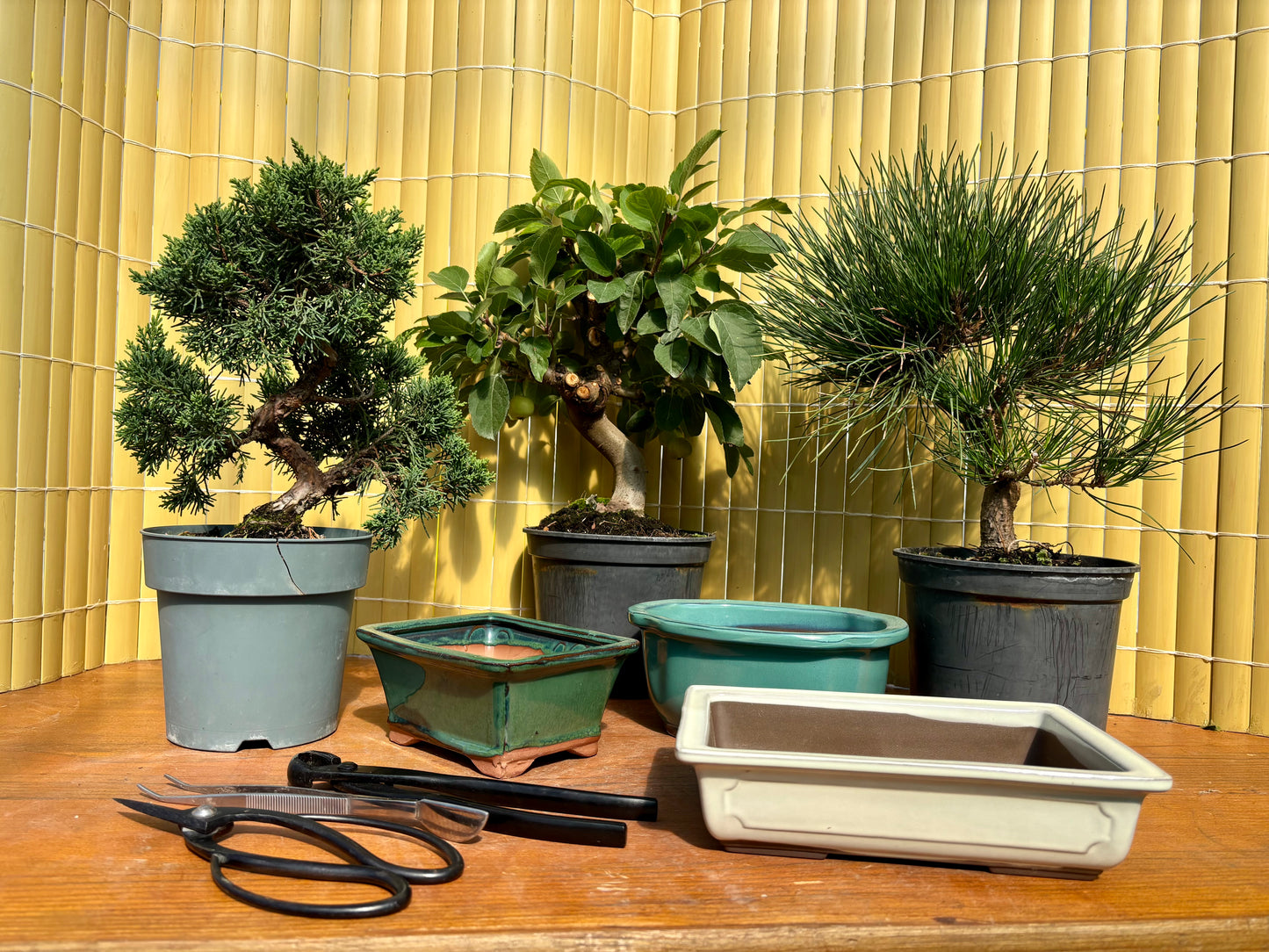 Cours initiation au bonsaï