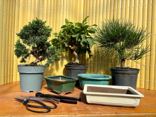 Cours initiation au bonsaï