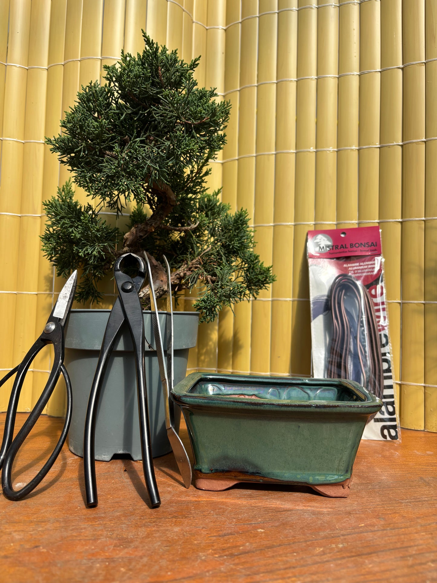 Cours initiation au bonsaï