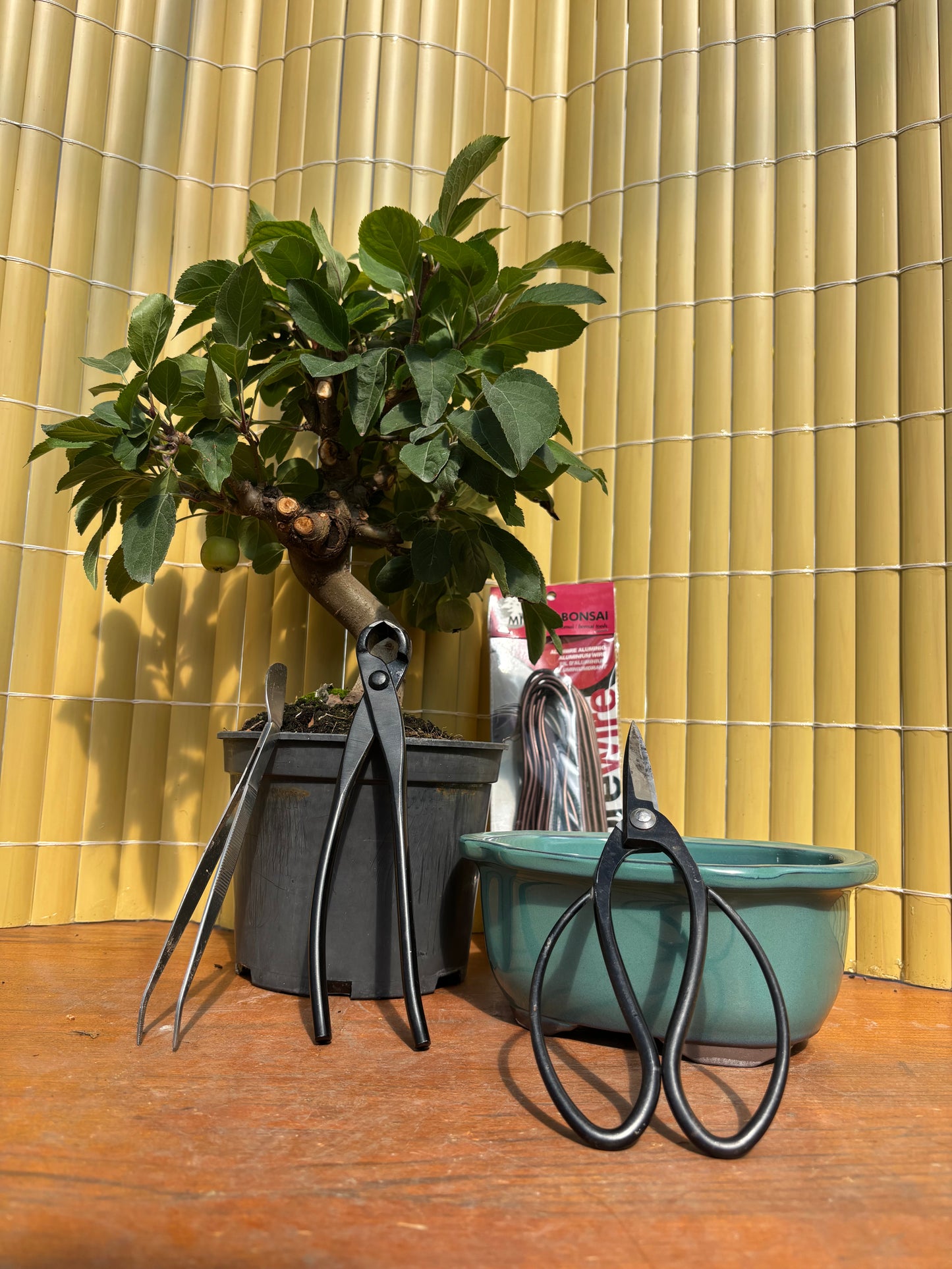 Cours initiation au bonsaï